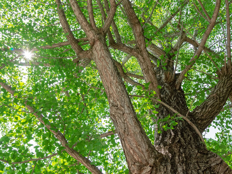 全国からご遺骨をお預かりし札幌近郊・小樽の海・山へ